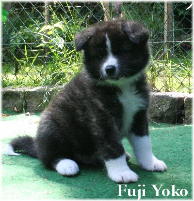 Fuji Yoko